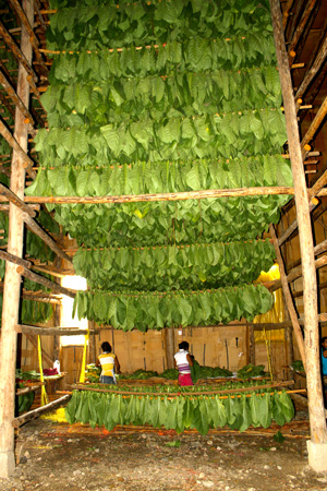Tobacco production in Danlí, El Paraíso, Honduras